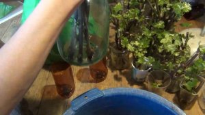 СКОЛЬКО КОРНЕЙ НАДО САЖЕНЦАМ?