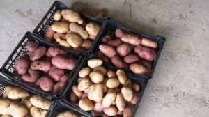 КАРТОШКА под ТРАВОЙ и под виноградом. ПЕРВЫЙ ДРАНИК НЕ КОМОМ