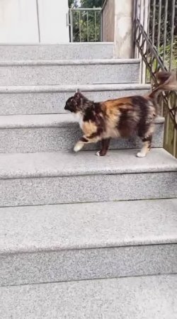 Черногория. Кошка Маша. Ждёт нас с работы. Ужинает. Ждём приплод. Котят ннннада?