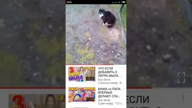 Что было бы если мы бы понимали речь кошек. смотреть онлайн