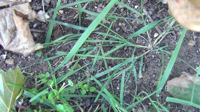 КАК УКРЫВАТЬ ВИНОГРАД НА ЗИМУ. ПРОСТО и ЛЕГКО. и Защитная РОЛЬ ПРИСТЕНКОВ при ЗАМОРОЗКАХ смотреть онлайн