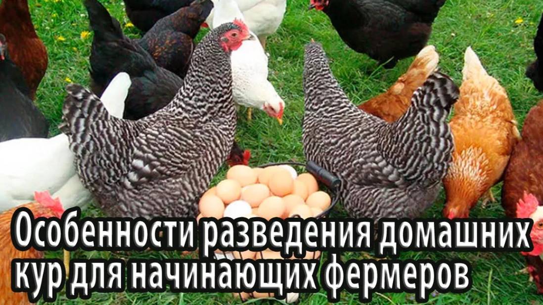 Особенности разведения домашних кур для начинающих фермеров