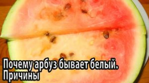 Почему арбуз бывает белый Причины