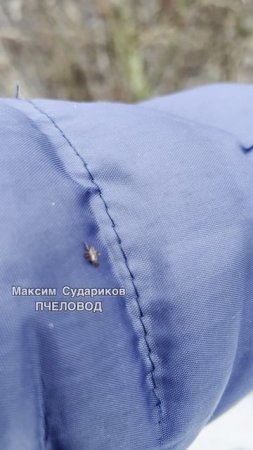 Март на Пасеке: Клещи угрожают Пчеловодам!
