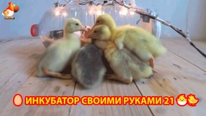 Инкубатор своими руками из подручных материалов и результат инкубации🥚🐣🐤 вариант (21)
