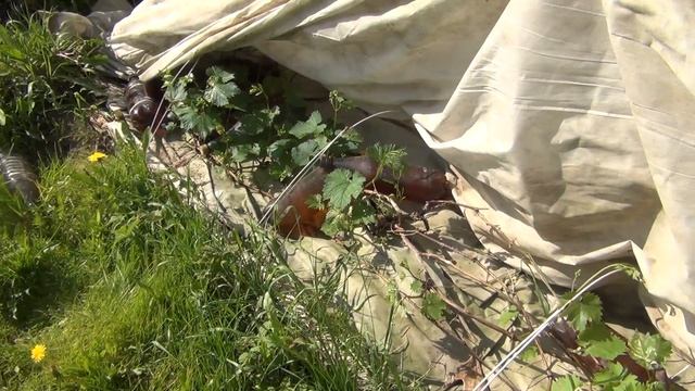 Обработки сада и винограда после заморозков мая. Фильм шпаргалка смотреть онлайн