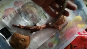 моисовый полоз