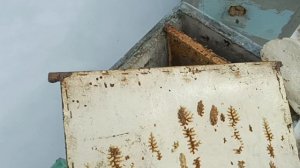 29 марта 2025 года. Первый осмотр пчёл.