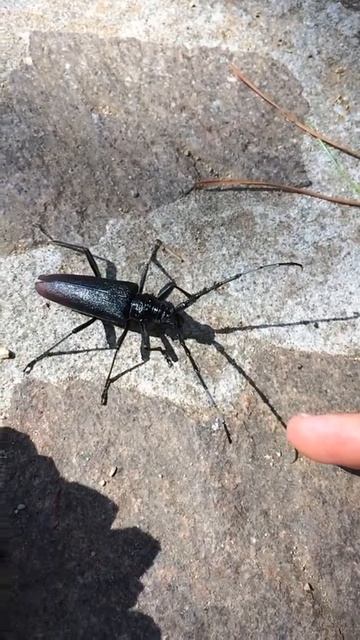 Moschusbock (Aromia moschata) / Elba - Italien / Slowmotion Walk смотреть онлайн