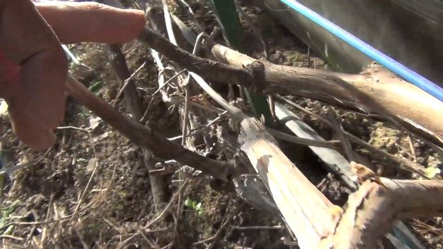 1-я серия. Май. Условие высадки саженцев. Как подвязываю лозы. За счет чего старт винограда. смотреть онлайн