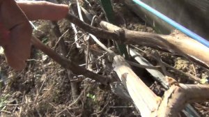 1-я серия. Май. Условие высадки саженцев. Как подвязываю лозы. За счет чего  старт винограда.