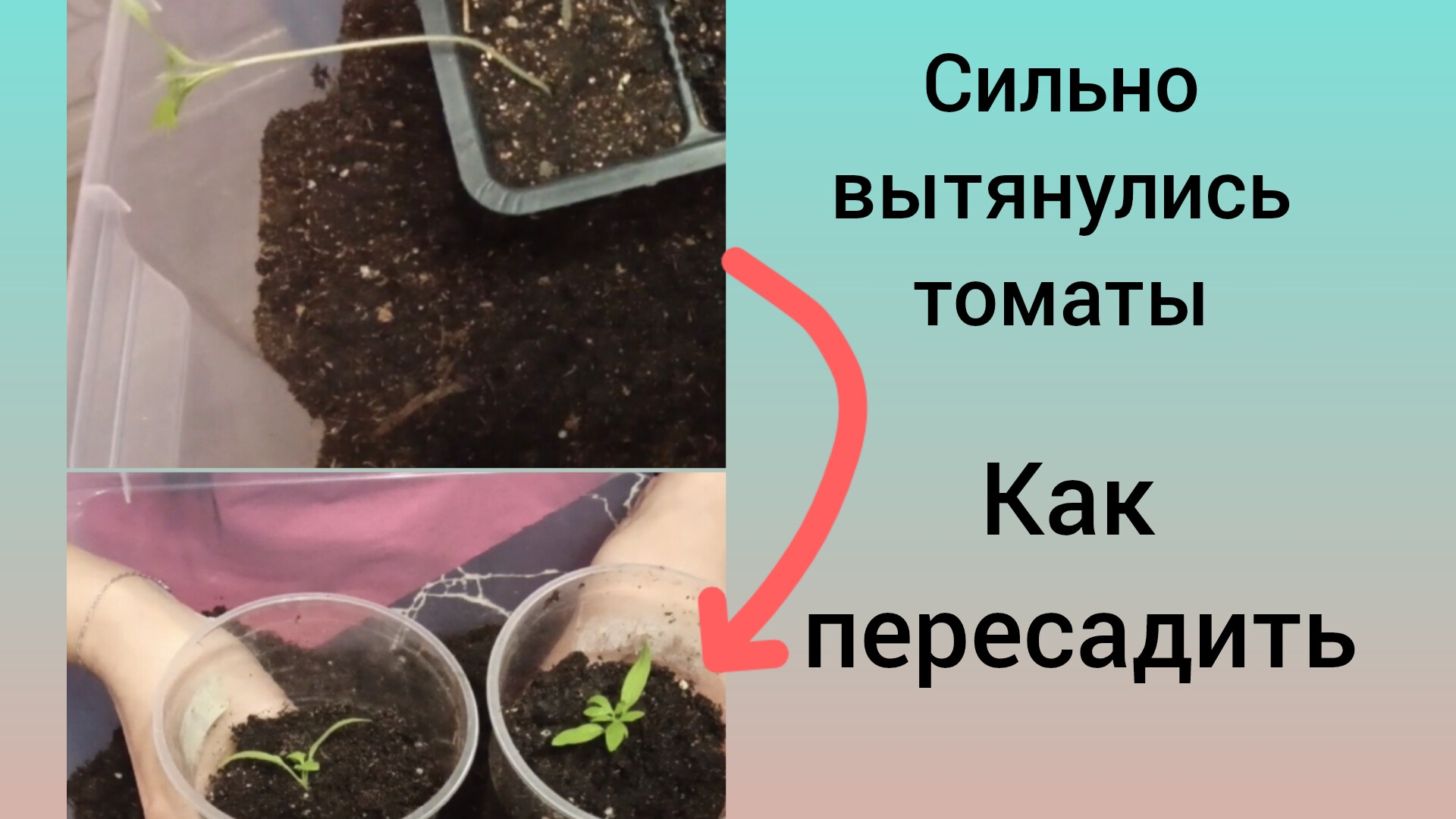 🌱 Гид для новичков. Когда и как пересаживать томаты 🍅 25 марта 2025