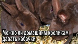 Можно ли домашним кроликам давать кабачки