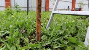 ОДНОПЛОСКОСТНАЯ шпалера для малины! Самый простой вариант!