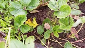 сидераты. Сажаю клубнику в теплицу. Зачем?