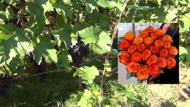 10000 благодарностей подписчикам канала смотреть онлайн