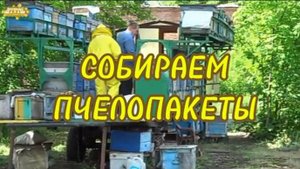 ФОРМИРУЕМ ПЧЕЛОПАКЕТЫ  В ГОСТЯХ НА КУБАНСКОЙ ПАСЕКЕ
