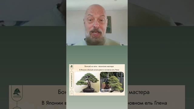 Бонсай из ели. Японские мастера