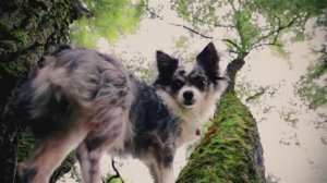 Невероятно! Чихуахуа как обезьяна: почему он лазит по деревьям? 🌲😲