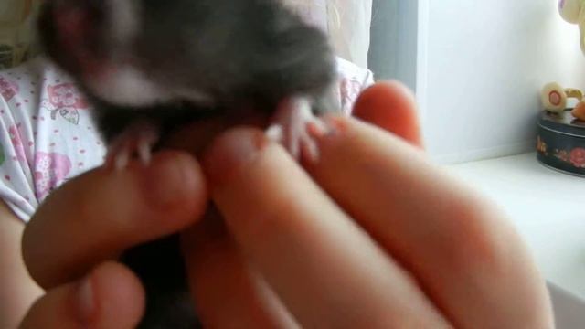 хомяк Семен смотреть онлайн