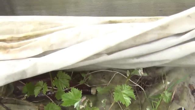 Заморозки по саду и винограду. Как отнестись? Что делать? смотреть онлайн