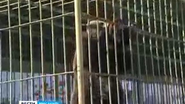 In Yaroslavl is warming awake bear Masha смотреть онлайн