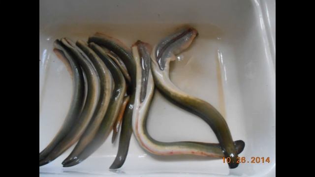 Eel,Ugor смотреть онлайн