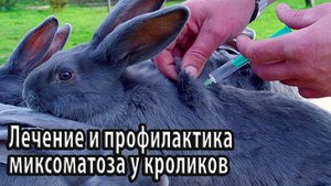 Лечение и профилактика миксоматоза у кроликов