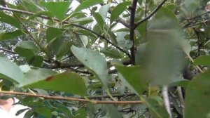 Летняя ОБРЕЗКА ВИШНИ: ПЕРЕВОДЫ, ПЕРЕВОДЫ...