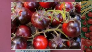 Как посеять томаты. 8 марта 2022