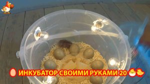 Инкубатор своими руками из подручных материалов и результат инкубации🥚🐣🐤 вариант (20)