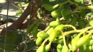 ВИНОГРАД в Подмосковье в ИЮЛЕ. Что МОЖНО и НУЖНО СДЕЛАТЬ