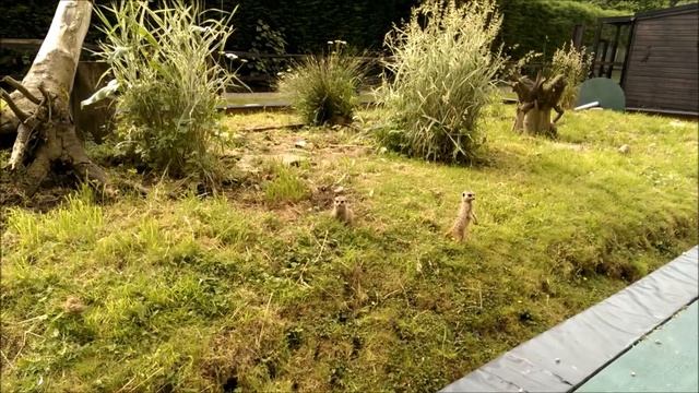 Meerkat / Surykatka (Suricata suricatta) Thorp Perrow Arboretum - Falcons and Mammals