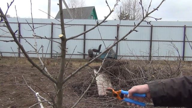 ВЕСЕННЯЯ обрезка молодой яблони в Апреле. Её вид через год смотреть онлайн