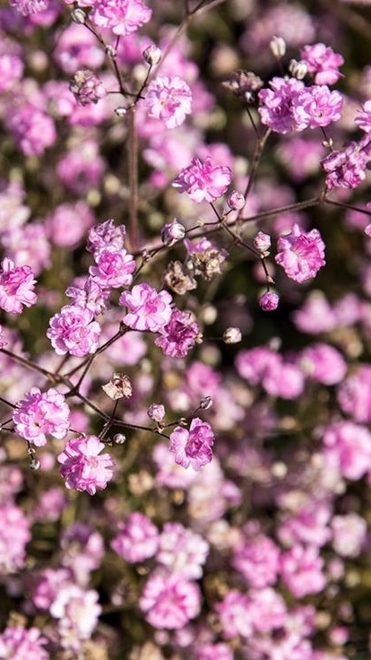 Корни Гипсофилы многолетней "Фламинго" gypsophila flamingo, распаковка растений
