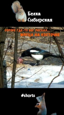 Сорока нашла косточку
