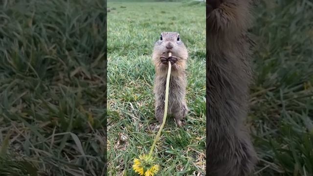 съёмки животных. часть 1 смотреть онлайн