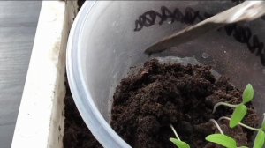 Рассаживаю помидоры