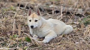 Щенок Дара в берёзках