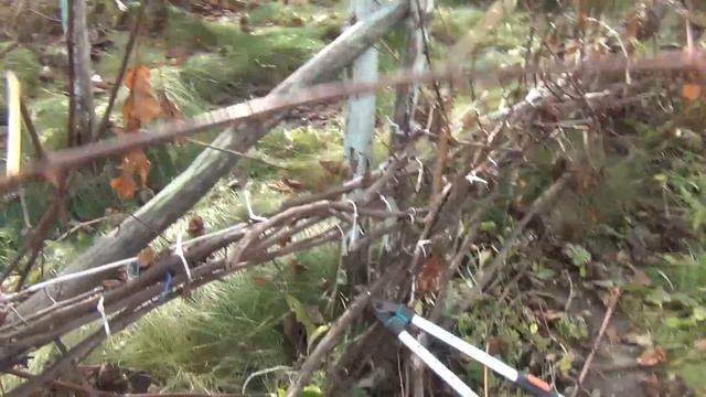 Переформировка старых кустов. Шаг третий, осенний смотреть онлайн