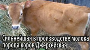 Сильнейшая в производстве молока порода коров Джерсейская