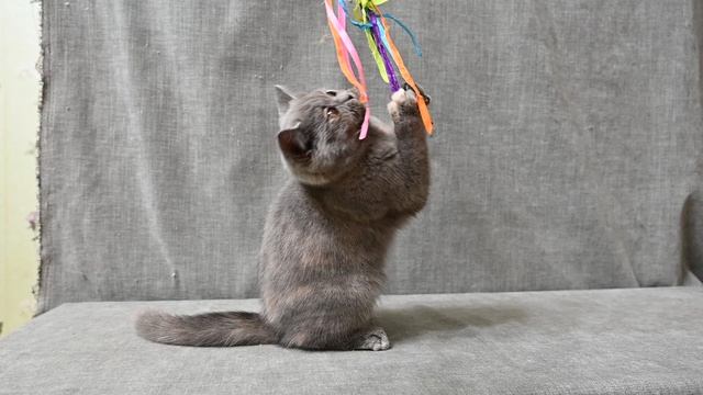 DSC_1681 смотреть онлайн