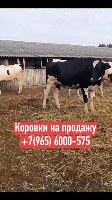 Продажа КОРОВ молочной. Цена на Коров дойных. Продажа крс живым весом.
