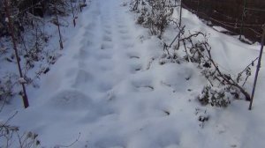 ВИНОГРАДНОЕ МЕЖСЕЗОНЬЕ. НАБЛЮДЕНИЯ,  ВЫВОДЫ и ПЛАНИРОВАНИЕ РОСТА УРОЖАЙНОСТИ