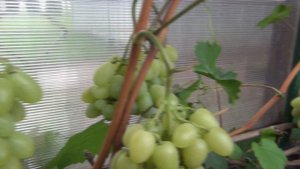 ч 2 ОБЗОР любимых СОРТОВ ВИНОГРАДА в ПОДМОСКОВЬЕ. Ряд 25 метров, 2-я серия