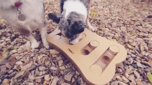 ПОКУПКИ ДЛЯ СОБАКИ: ВЫБИРАЕМ ЛУЧШУЮ ИГРУШКУ ВМЕСТЕ С ДОГМАМОЙ 🛍️🐕