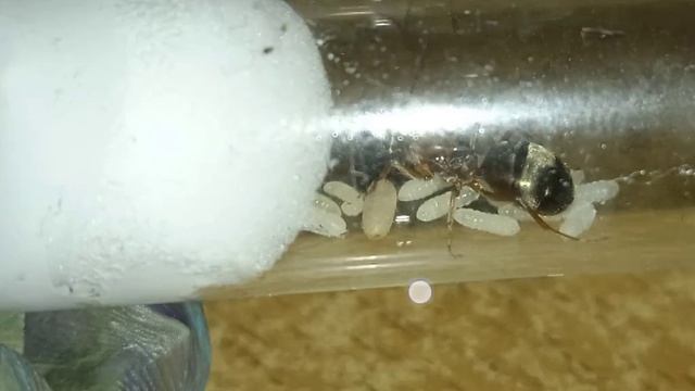 матка вида Formica rufibarbis смотреть онлайн