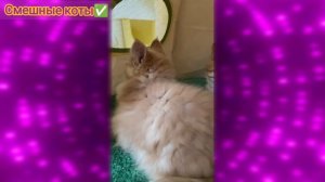 Смешные коты Подборка #7 / Забавные видео про домашних животных/ Смотреть приколы про котиков 2025