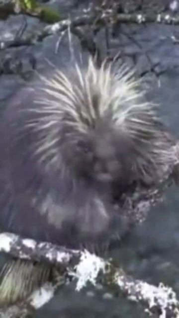Дикобраз #funny animals #cute animals# pets animals #shorts смотреть онлайн