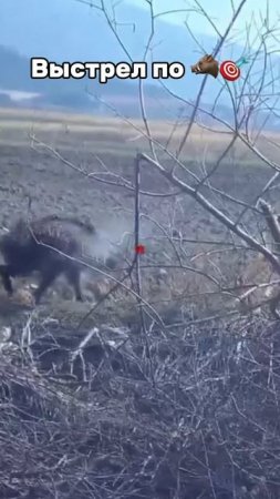 Охота на Кабана🐗🎯